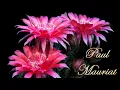 Download Lagu ❤️ Paul Mauriat - Toccata (flower dance) ❤️ Поль Мориа - Токката (танец цветов) ❤️