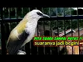 Download Lagu trucukan gacor ropelan ngebas TEMBAKAN MURAI bikin mlongo JURI