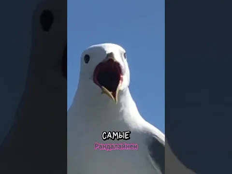 Безумные факты про птиц 💀