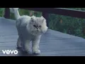 Joywave - Permanent Pleasure A Film by Joywave