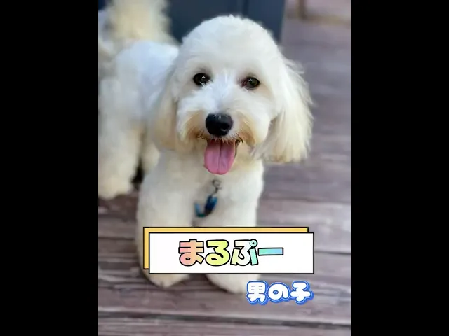 動画