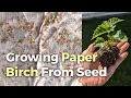 How To Grow Paper Birch From Seed