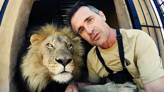 LION MAN Has Unbreakable Bonds with LIONS, Leopards and Hyenas! | The Lion Whisperer