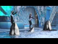 Sea World Shamu Show with Dawn Brancheau - 3 days before she was killed by an orca