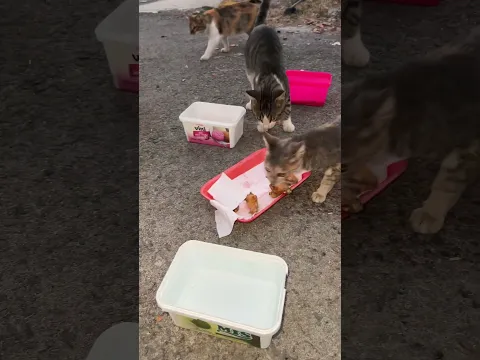 İnsanların şaşkın bakışları arasında muzaffer diye çağrırılınca koşarak gelen sevimli kedi #shorts