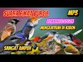 Download Lagu PIKAT BURCIL KOMBINASI SOGON RIBUT DAN KONIN RIBUT MP3 ANTI ZONK SUARA JERNIH