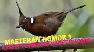 burung cililin gacoor dor berjeda gunakan untuk memasterin buurung murai batu kacer dll