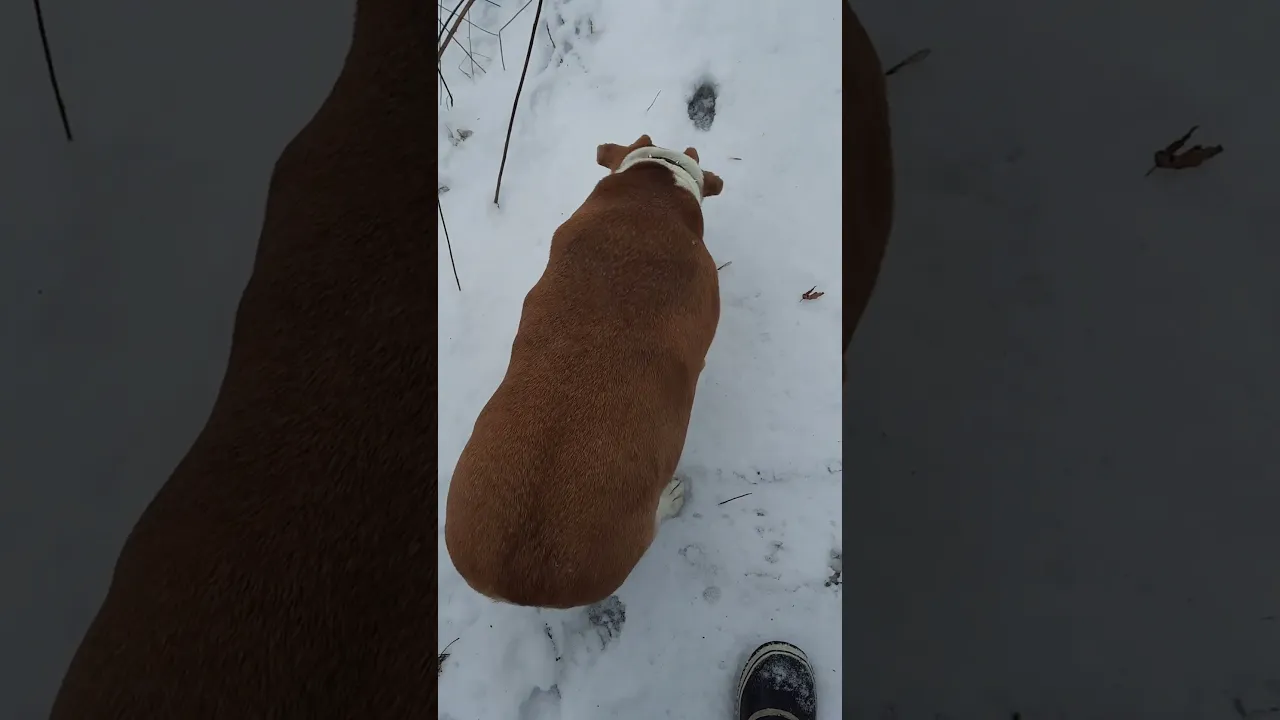 Winter foraging tip... pay attention! #survivalfood #wildedibles #nature #animaltracks