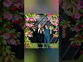 Download Lagu Thomas Anders... sings Modern Talking: \