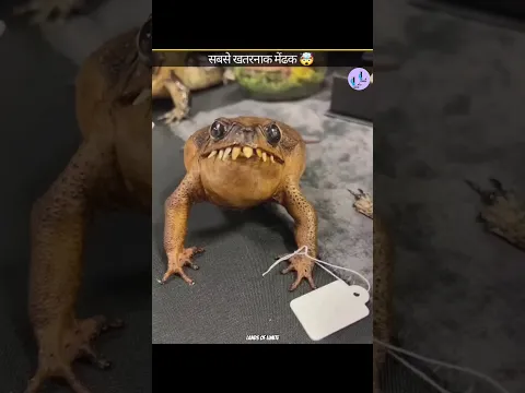 most dangerous frogs 🐸