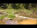 Mikat Burung di Hutan Kalimantan/ Bukan nya Dapat C ijo Malah dapat Lalat Ijo.. !!!