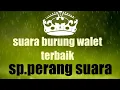 Download Lagu Suara panggil walet.sp.perang suara.suara bersih dan jelas.