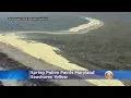 Look At All This Pollen Along A Maryland Beach