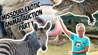 Missouri Exotic Animal Auction Part One