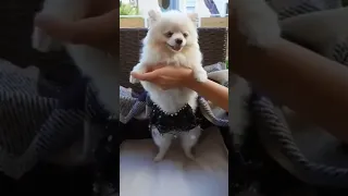 رقص على واحده ونص  رقص على واحده ونص