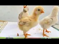 Meet Our Adorable Baby Chicks