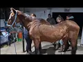Download Lagu Vlog: Paard op drie benen! Gaat Cheryl haar hoef verliezen?
