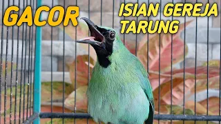 Download Masteran Cucak Ijo Isian Gereja Tarung. MP3