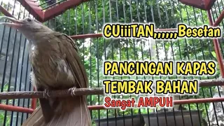 Download Suara Pancingan KAPAS TEMBAK,Seketika Kapas tembak ikutan gacor MP3