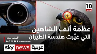 عظمة أنف الشاهين   التي غي رت هندسة الطيران    وثائقيات خاصة دندنها