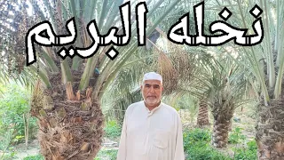 معلومات ليس الكل يعرفها عن نخلة البريم دندنها