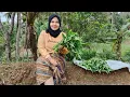 Download Lagu PERJALANAN MENUJU KAMPUNG TERPENCIL BERTEMU JANDA DESA MONTOK GEMOY.!! LAGI METIK SAYURAN