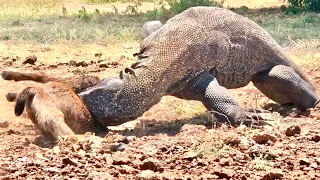 Deadly Komodo Attack Nearly Breaks Baby Goat's Bones 