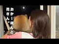 Download Lagu 飼い主に圧をかける柴犬