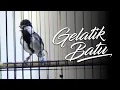 Download Lagu PANCINGAN GELATIK BATU GACOR
