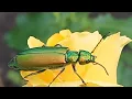 Download Lagu Nature never ceases to amaze me !!! 