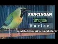 Download Lagu Cucak ranting gacor NGAMUK NGAMUK || PANCINGAN CUCAK RANTING Download Lagu Cucak ranting gacor NGAMUK NGAMUK || PANCINGAN CUCAK RANTING