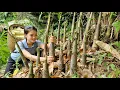 Download Lagu FULL VIDEO: 150 Days of Harvesting Taro, Bamboo shoots, Sugarcane, Plums, Eggplants market to sell