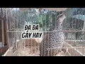 Đa đa bắc tóc cò cực hay | kích đa đa tóc cò mỗi ngày | Tuan Hoang