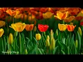 Download Lagu Dit is een melodie die de ziel raakt. Je kunt er eeuwig naar luisteren. Sergey Grischuk