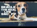 10 Beagle Facts - The Real Life Snoopy