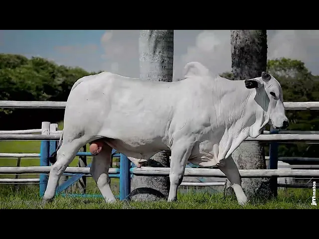 Touro Nelore SGN - 2505