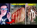 Download Lagu 10 ALBERI PIÙ PERICOLOSI DEL MONDO!!