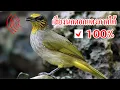 Download Lagu เสียงนกดอกแตงภาคใต้ 100%, Birds Sound Trap.