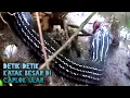 Download Lagu Kalian pasti pernah dengar suara kodok di makan ular mau liat ini videonya