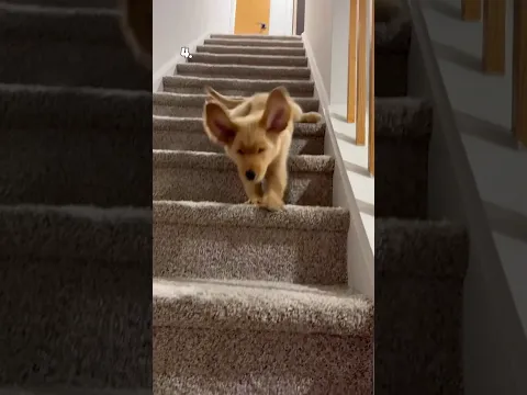 Top 5 Dogs of the Week
