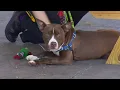 Need for dog adoptions at Roanoke shelter