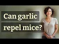 Can garlic repel mice