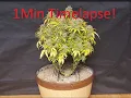 Timelapse of Zkittlez Auto from Fastbuds - 153 grams 1 of 4 plants 3x3 tent