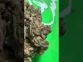 Platinum Bubba strain review