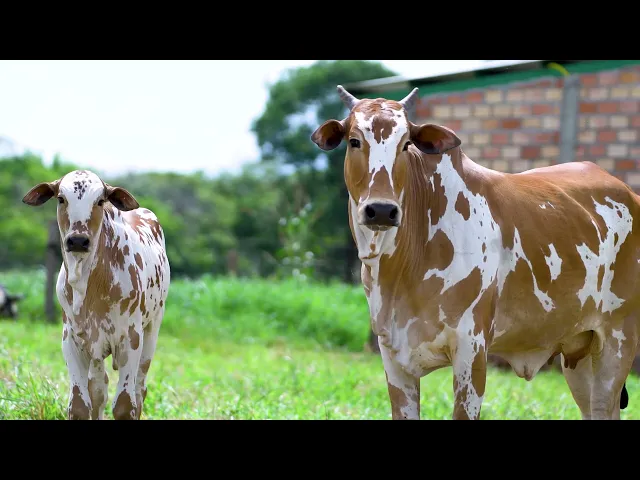 Matriz Nelore MLR - 76