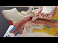 Professor Long - Ear Anatomy 1 Overview of the Ear
