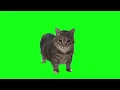 Download Lagu 10 Hours of Oiiaoiia Cat