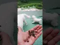 Download Lagu Noon Snacks #emynick #puppy #youtuber #pets #funnyanimals #dogshorts #cuteanimals #dogs #shortsviral