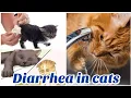 Download Lagu Diarrhea in Cats - Causes and treatment - home care in diarrhea MP3