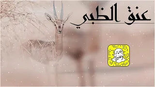 عنق الظبي كلمات عيده المطيري اداء محمد الهوشان 2025 حصريا 